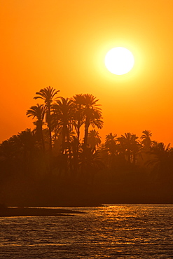 Sunset over palm trees on the banks of the River Nile, Egypt, North Africa, Africa