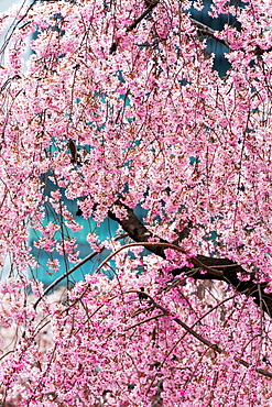 Beautiful cherry blossom in full bloom in Tokyo Imperial Palace East Gardens, Tokyo, Japan, Asia