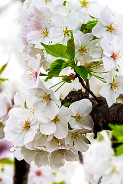 Beautiful cherry blossom in full bloom in Tokyo Imperial Palace East Gardens, Tokyo, Japan, Asia