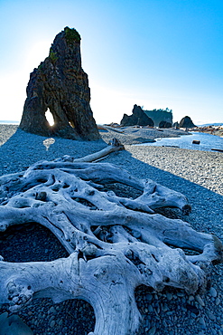 Driftwood and sea stacks on Ruby Beach in the Olympic National Park, UNESCO World Heritage Site, Pacific Northwest coast, Washington State, United States of America, North America