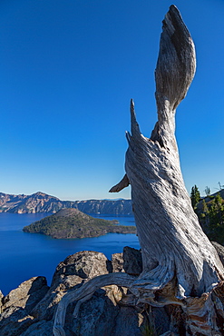 Lone tree trunk over Crater Lake, the deepest lake in the U.S.A., part of the Cascade Range, Oregon, United States of America, North America