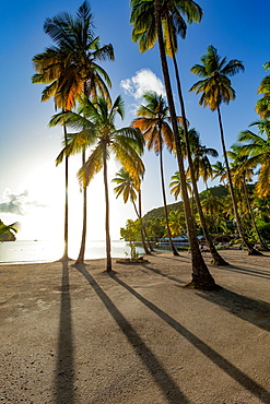 Tall palms and long shadows on the small beach at Marigot Bay, St. Lucia, Windward Islands, West Indies Caribbean, Central America