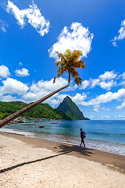 Man walking under a lone palm on the beach at Soufriere with Petit Piton in the distance, St. Lucia, Windward Islands, West Indies Caribbean, Central America