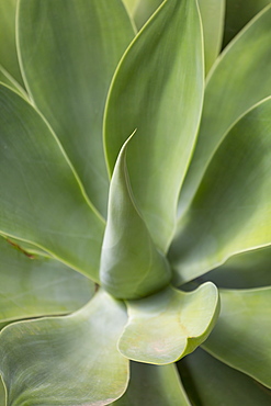 Detail of an Agave plant on the volcanic island of Fuerteventura, Canary Islands, Spain, Atlantic, Europe