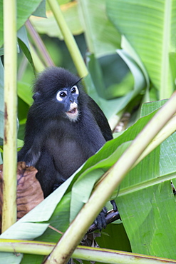 A young dusky leaf monkey (spectacled langur) (dusky langur) in Langkawi rainforest, Malaysia, Southeast Asia, Asia