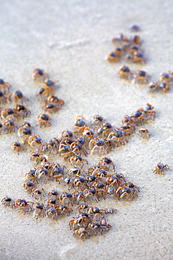 Tiny sand bubbler crabs on the soft sand of the beautiful remote Datai Bay Beach (Pantai Teluk Datai) on the Andaman Sea, Malaysia, Southeast Asia, Asia