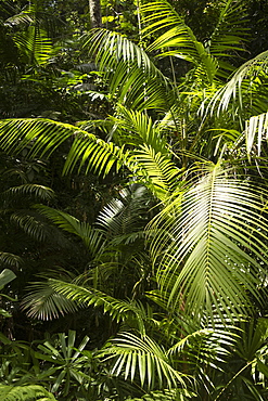 Flora in the ten million year old rain forest in Langkawi, Malaysia, Southeast Asia, Asia