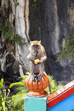 Macaque monkey on the steps to the Batu Caves with fruit given by passing visitors, Malaysia, Southeast Asia, Asia