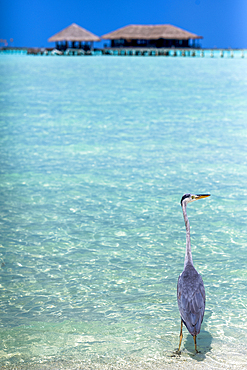 Grey Heron (Maakana) on the shoreline of the lagoon, with a landing pier beyond, on an exotic Island in the Maldives. Indian Ocean.