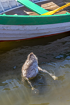 Cygnet with head underwater, fishing near a rowboat in Thorpness boating lake, near Aldeburgh, in the county of Suffolk, East Anglia.