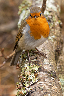 A robin on a branch at Tarn Hows, a small lake in the mountains between Windermere and Coniston in the Lake District National Park.