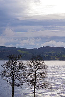 Two bare trees in winter at Lake Windermere, the largest natural lake in England. The Lake District National Park.