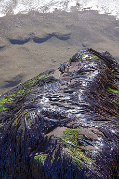 Rock covered with seaweed on the coast near the small fishing village of Robin Hood's Bay In the county of Yorkshire.