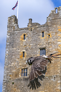 Southern White Faced Owl (Ptilopsis grandti) flying in front of Bolton Castle, built in 1399. Wensleydale, in the county of Yorkshire.