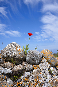 Dry stone wall with flowering poppy in front of dramatic sky on the island of Lindisfarne (Holy Island).