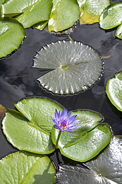 Purple Lotus Flower (nelumbo nucifera) in full bloom in Pamplemousses Garden, also known as Sir Seewoosagur Ramgoolam Botanical Garden, on the exotic island of Mauritius in the Indian Ocean