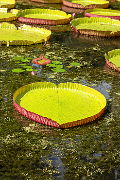 Giant Waterlilly plants (Victoria amazonica) in Pamplemousses Garden, also known as Sir Seewoosagur Ramgoolam Botanical Garden, on the exotic island of Mauritius in the Indian Ocean