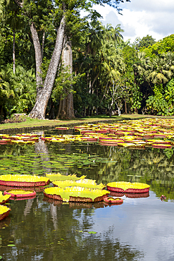 Giant Waterlilly plants (Victoria amazonica) in Pamplemousses Garden, also known as Sir Seewoosagur Ramgoolam Botanical Garden, on the exotic island of Mauritius in the Indian Ocean