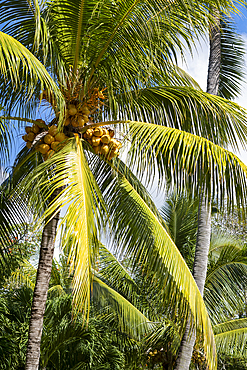 Coconut palm tree on the exotic island of Mauritius in the Indian Ocean