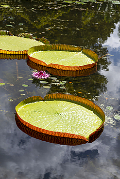 Giant Waterlilly plants (Victoria amazonica) in Pamplemousses Garden, also known as Sir Seewoosagur Ramgoolam Botanical Garden, on the exotic island of Mauritius in the Indian Ocean
