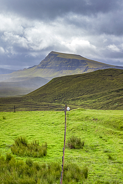 Lone sheep grazing in the rugged hills of the Trotternish escarpment on the northernmost peninsula of the Isle of Skye, Inner Hebrides, Scotland.