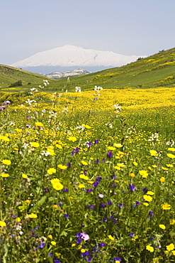 Spring meadow with snow covered Mount Etna in distance, Sicily, Italy, Europe