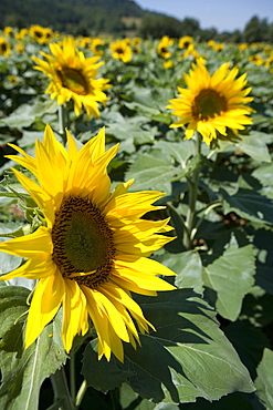 Field of sunflowers, Languedoc, France, Europe