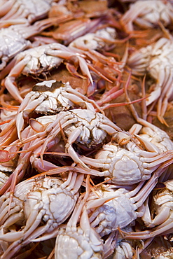 Crabs for sale, Mercado Central (Central Market), Valencia, Mediterranean, Costa del Azahar, Spain, Europe