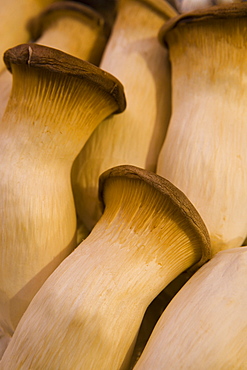 Mushrooms for sale, Mercado Central (Central Market), Valencia, Mediterranean, Costa del Azahar, Spain, Europe