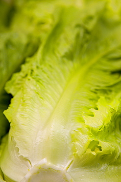 Fresh lettuce for sale, Mercado Central, central market, Valencia, Costa del Azahar, Spain, Europe