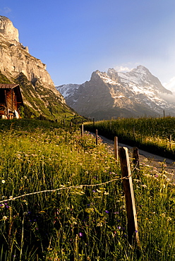 Spring alpine flower meadow and mountains, Grindelwald, Bern, Switzerland, Europe