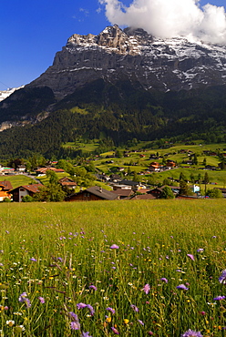 Spring alpine flower meadow and chalets, Grindelwald, Bern, Switzerland, Europe