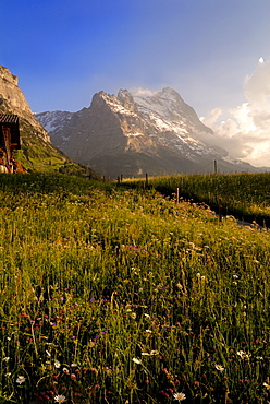 Spring alpine flower meadow and mountains, Grindelwald, Bern, Switzerland, Europe