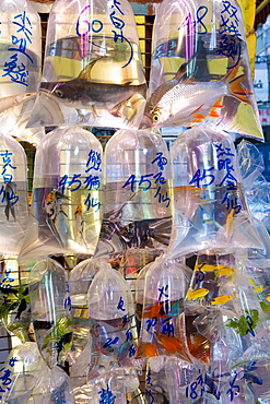 Fish in bags in Tung Choi Street, a street full of shops selling tropical fish, koi carp and goldfish, Mongkok, Hong Kong, China, Asia