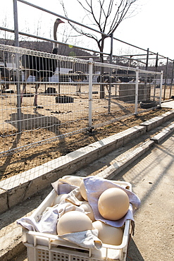 Ostrich farm near Pyongyang which supplies Ostrich meat to some of Pyongyang's restaurants, Democratic People's Republic of Korea (DPRK), North Korea, Asia