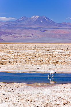 Flamingo breeding site, Laguna Chaxa, Salar de Atacama, Atacama Desert, Norte Grande, Chile, South America