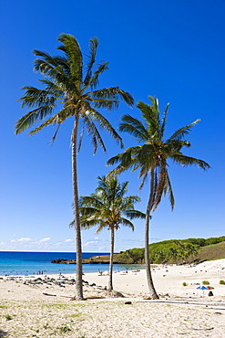 Anakena beach, the Island's white sand beach fringed by palm trees, Rapa Nui (Easter Island), Chile, South America