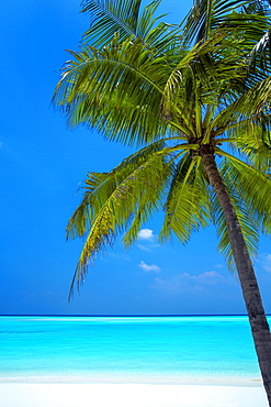 Palm tree and tropical beach, The Maldives, Indian Ocean, Asia