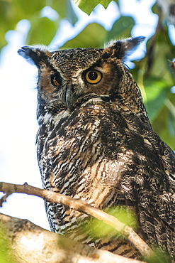 American Great Horned owl (Bubo virginianus), Alaska, United States of America, North America