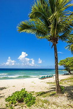 Palm tree at Carambola Beach Resort in Saint Croix, US Virgin Islands