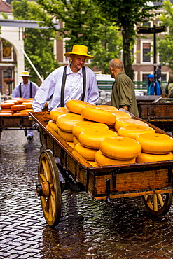 Transporting Gouda cheese wheels on cheese cart from Alkmaar cheese market to shops, Alkmaar, North Holland, Netherlands, Europe