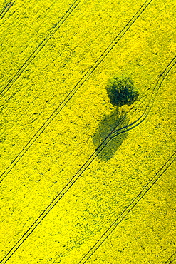 Lone tree in oil seed rape field, Devon, England, United Kingdom, Europe