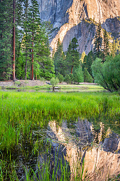 El Capitan reflected in spring floodwater in Yosemite Valley, Yosemite National Park, UNESCO World Heritage Site, California, United States of America, North America