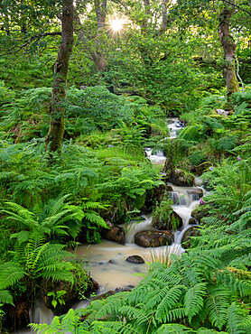 Tumbling stream through a verdant fern carpeted woodland, Dartmoor National Park, Devon, England, United Kingdom, Europe