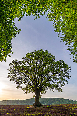 Magnificent oak tree surrounded by fresh spring foliage, Goodrich, Herefordshire, England, United Kingdom, Europe