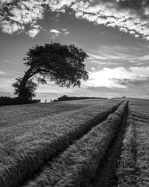 Crop field and windswept tree, Devon, England, United Kingdom, Europe