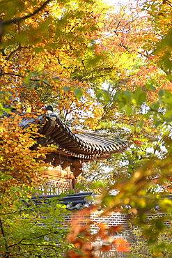 Secret Garden in Changdeokgung Palace, UNESCO World Heritage Site, Seoul, South Korea, Asia