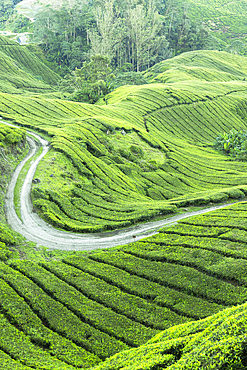 BOH Sungai Palas tea plantation, Cameron Highlands, Pahang, Malaysia