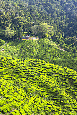 Cameron Valley tea plantation, Cameron Highlands, Pahang, Malaysia