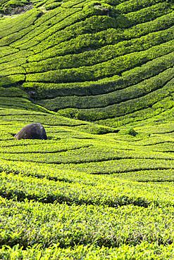 BOH Sungai Palas tea plantation, Cameron Highlands, Pahang, Malaysia